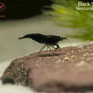 Black Shrimp (Neocaridina davidi)