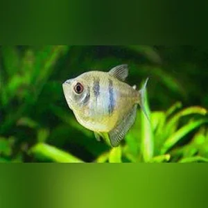 Black Skirt Tetra