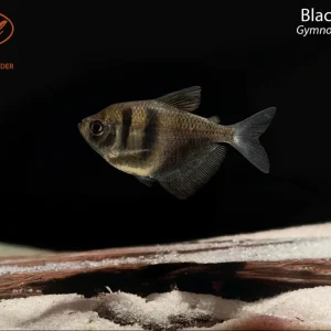 Black Skirt Tetra (Gymnocorymbus ternetzi)