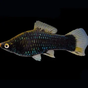 Black Swordtail (Xiphophorus hellerii)
