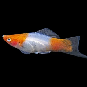 Black Tail Koi Kohaku Swordtail (Xiphophorus helleri), Tank-Bred