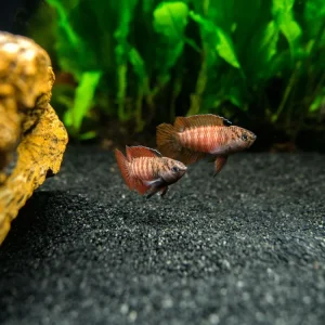 Black Tiger Badis (Dario sp. 'Myanmar')
