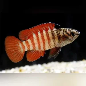 Black Tiger Dario