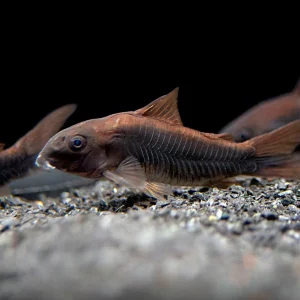 Black Venezuela Cory Catfish (Corydoras schultzei), Tank-Bred