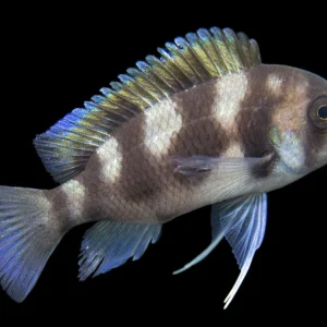 Black Widow Frontosa Cichlid (Cyphotilapia frontosa), Tank-Bred!