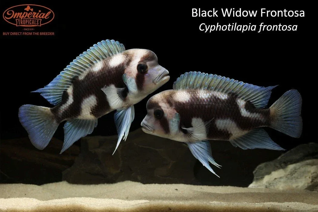 Black Widow Frontosa (Cyphotilapia frontosa) - Image 2