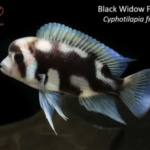 Black Widow Frontosa (Cyphotilapia frontosa)