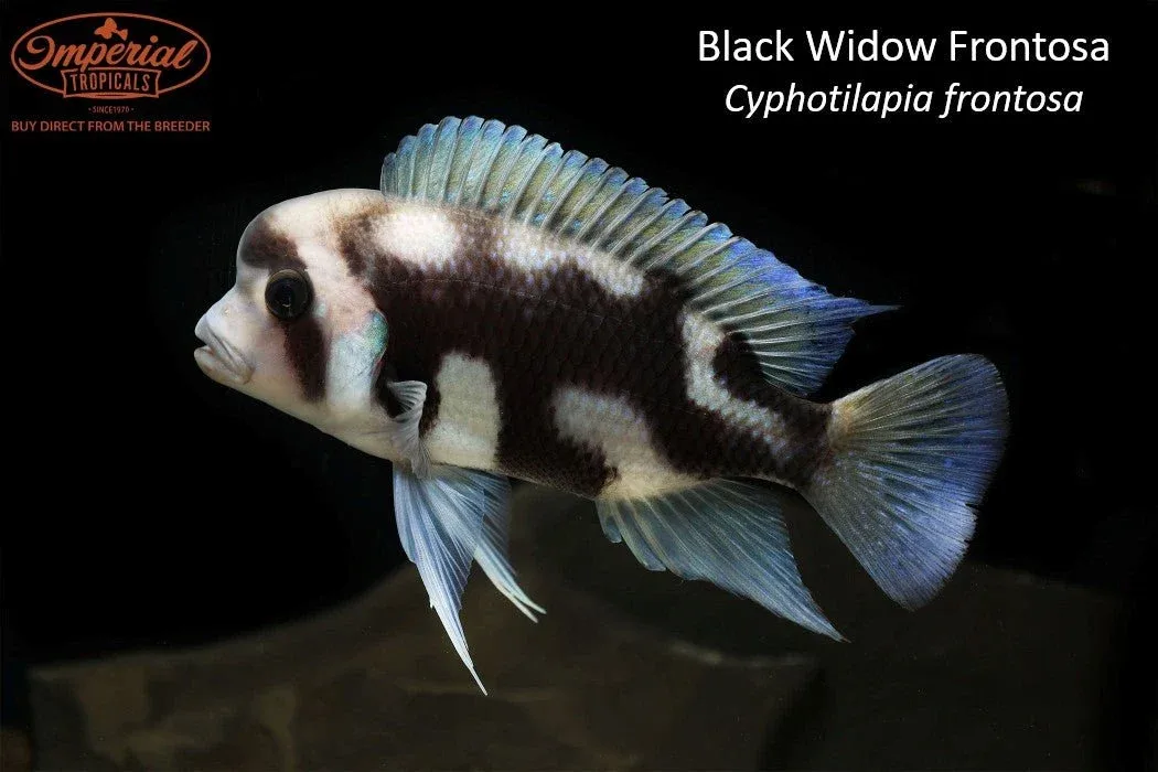 Black Widow Frontosa (Cyphotilapia frontosa)