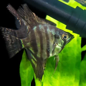 Black Zebra Angelfish (Pterophyllum scalare) - TANK-BRED!