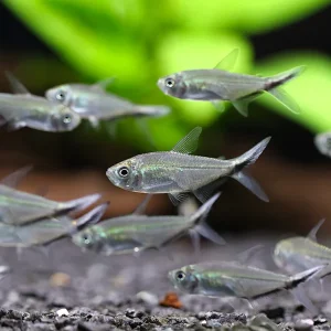 Blackline Tail Tetra (Moenkhausia costae) – Tank Bred