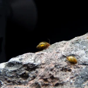 Bladder Snail (Physella acuta), BREDBY, Aquatic Arts