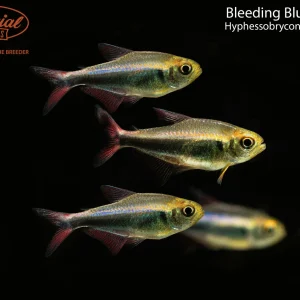 Bleeding Blue Tetra (Hyphessobrycon margitae)