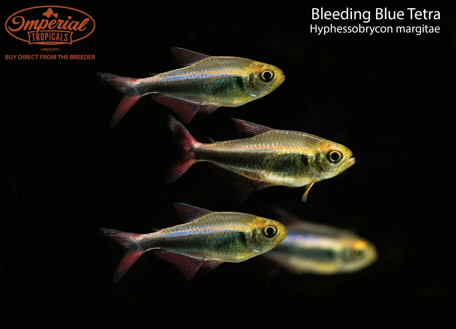 Bleeding Blue Tetra (Hyphessobrycon margitae)