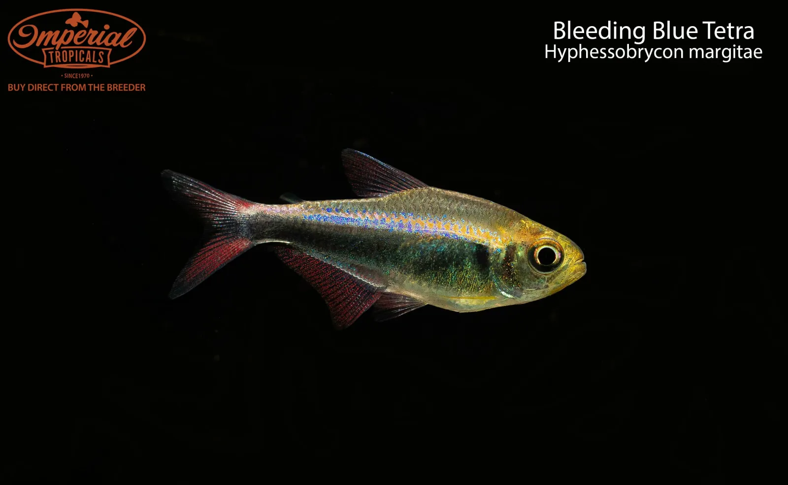 Bleeding Blue Tetra (Hyphessobrycon margitae) - Image 2
