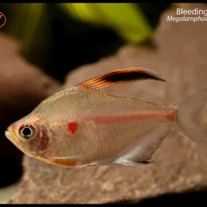 Bleeding Heart Tetra (Megalamphodus erythrostigmus)