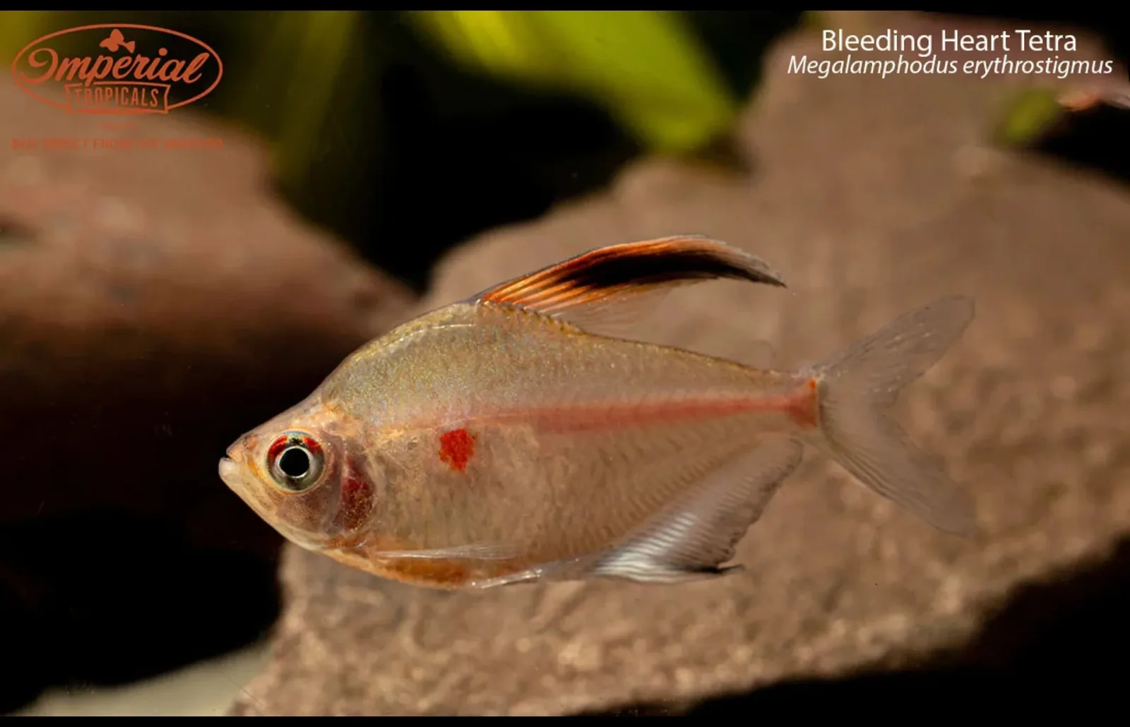 Bleeding Heart Tetra (Megalamphodus erythrostigmus)