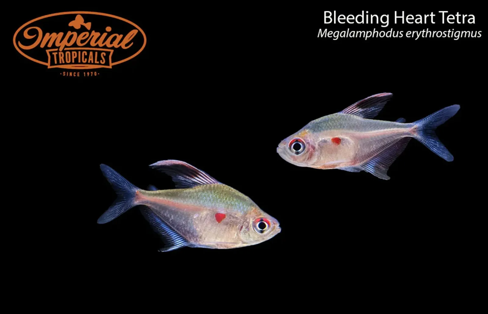 Bleeding Heart Tetra (Megalamphodus erythrostigmus) - Image 2