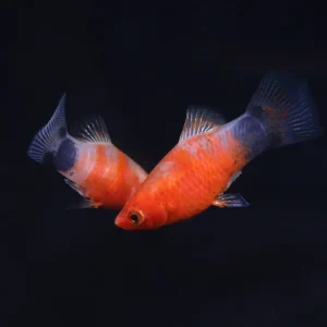 Bleeding Heart Tiger Platy (Xiphophorus maculatus hybrid) – Tank Bred