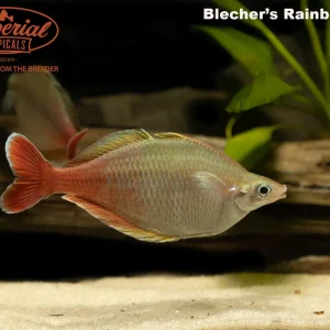 Bleher's Rainbowfish (Chilatherina bleheri)