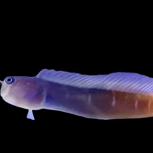 Blenny - Bicolor