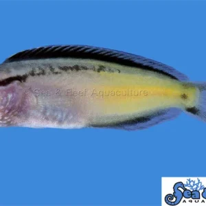 Blenny - Blackline T.R.
