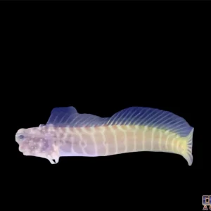 Blenny - Golden Tiger