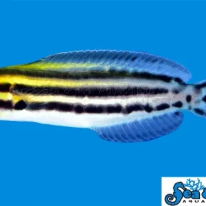 Blenny - Grammistes Striped T.R.
