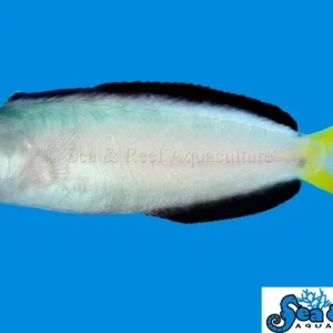 Blenny - Harptail T.R.
