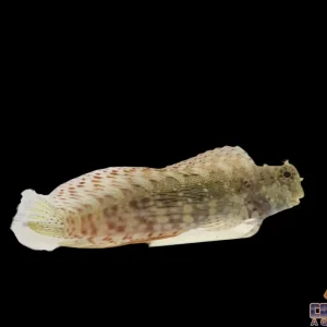 Blenny - Lawnmower Md/Lg
