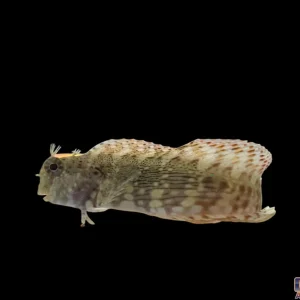 Blenny - Lawnmower Sm/Md