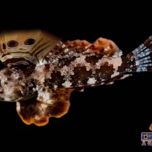 Blenny - Scooter