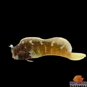 Blenny - Starry Lg