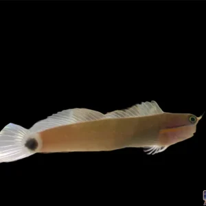 Blenny - Tailspot