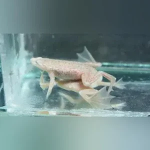 Blond Dwarf Frog