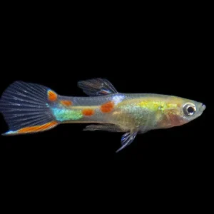 Blonde Endler’s Livebearer (Poecilia wingei), Tank-Bred