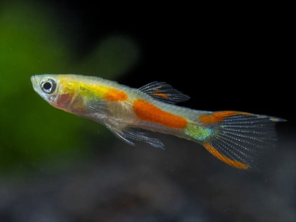 Blonde Endler’s Livebearer (Poecilia wingei), Tank-Bred - Image 2