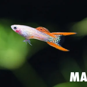 Blonde Red Lace Double Sword Guppy (Poecilia reticulata) - Tank Bred