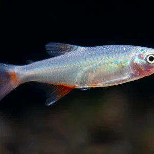 Bloodfin Tetra (Aphyocharax anisitsi) - Tank-Bred!