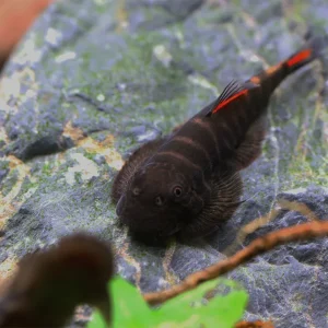 Bloody Mary Hillstream Loach (Gastromyzon sp. ‘Bloody Mary’)