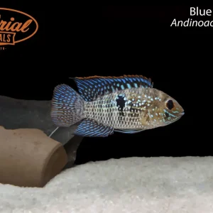 Blue Acara (Andinoacara pulcher)