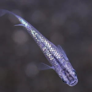 Blue Amber Lamé Medaka Ricefish (Oryzias latipes) - Tank Bred