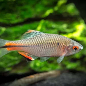 Blue Amur Taiwanese Bitterling (Paracheilognathus himantegus)