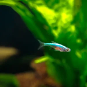 Blue Axelrodi Rasbora (Sundadanio axelrodi "Blue")