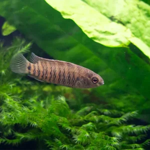 Blue Badis (Badis badis) aka Chameleon Fish
