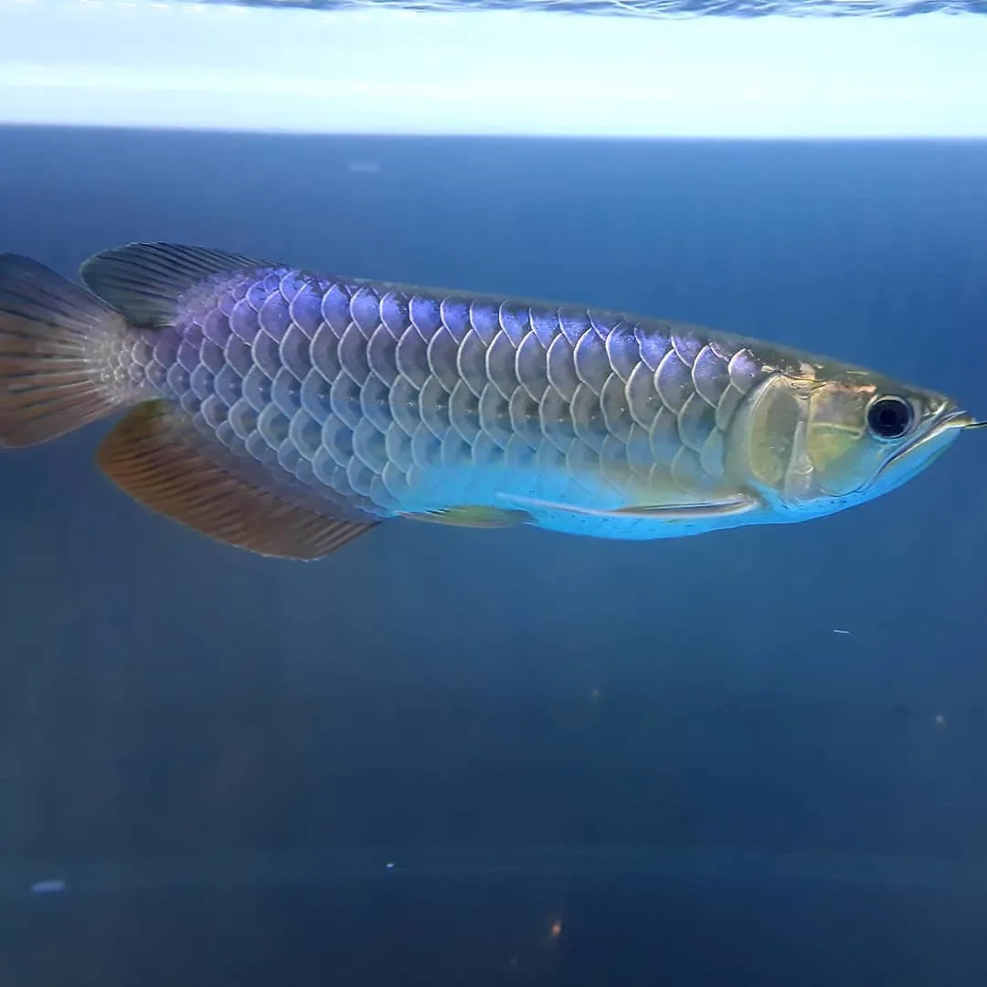 Blue Base Arowana Fish