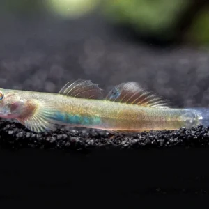 Blue Belly Red Goby (Lentipes ikeae)