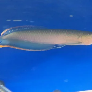 Blue Black Arowana Fish