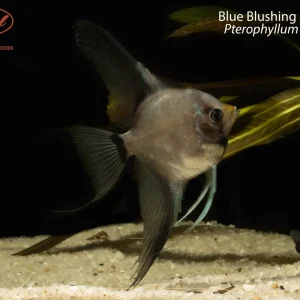 Blue Blushing Angelfish (Pterophyllum scalare)