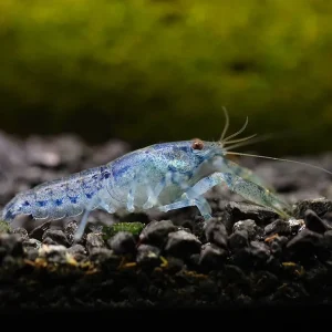 Blue Brazos Dwarf Mexican Crayfish/Mini Lobster (Cambarellus texanus "Blue"), Tank-Bred!