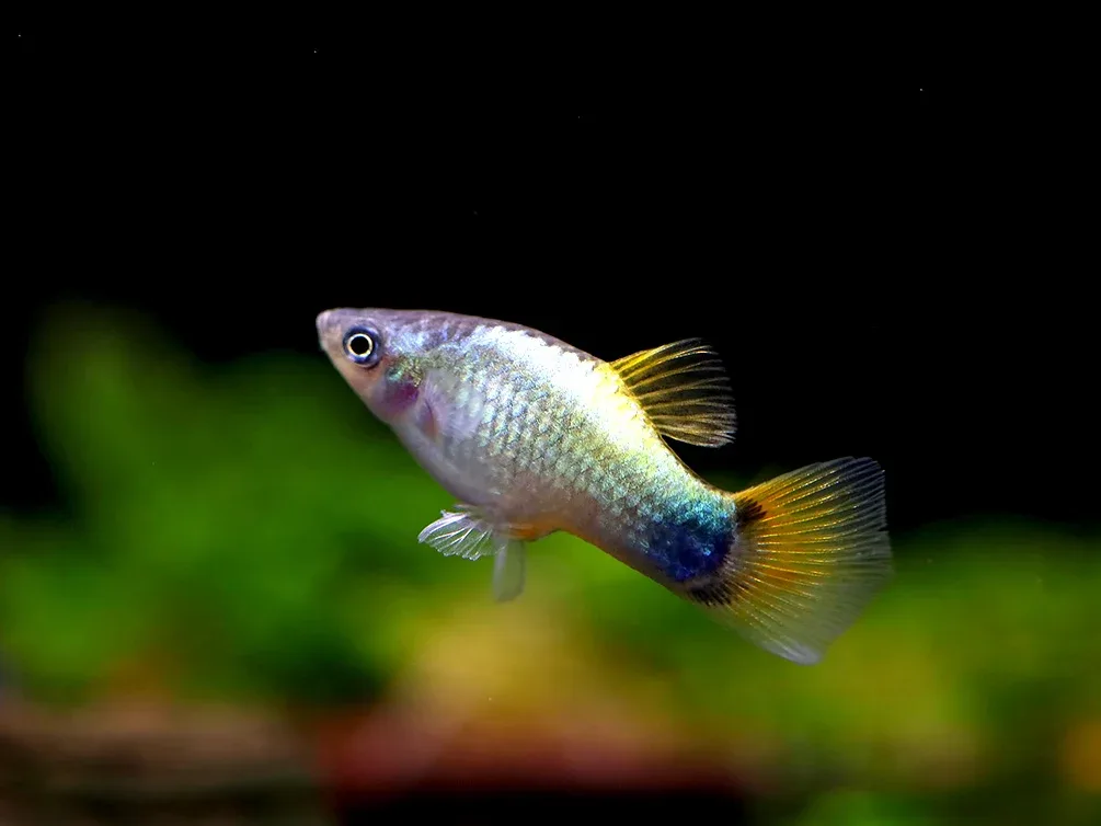 Blue Butterfly Platies aka Blue Butterfly Mickey Mouse Platy (Xiphophorus maculatus) – Tank Bred - Image 2